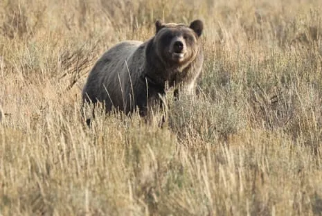 Hiker Injured by Wild Animal in Yellowstone Transported to Trauma Center