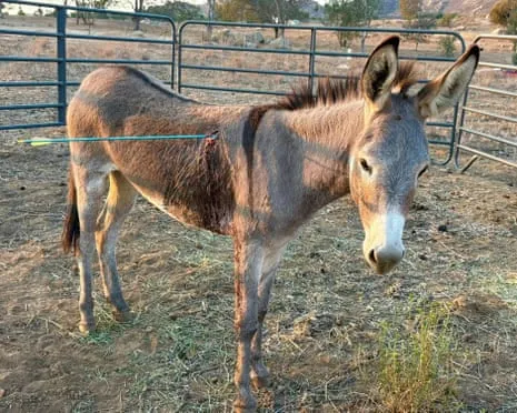 Burro On the Mend Following Latest Projectile Strike on Free-Roaming Asses in the Golden State